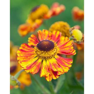 Helenium 'Feuersiegel' – Őszi napfényvirág