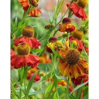Helenium 'Kupferzwerg' – Őszi napfényvirág