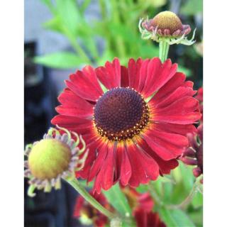 Helenium 'Ruby Tuesday' – Őszi napfényvirág