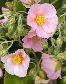 Helianthemum 'Lawrenson's Pink' - Napvirág (halvány rózsaszín virág sárga szemmel)