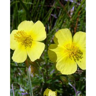 Helianthemum numullarium – Molyhos napvirág