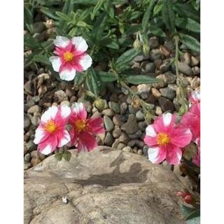 Helianthemum 'Raspberry Ripple' - Napvirág (sötét rózsaszín fehér folttal)