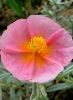 Helianthemum 'Rhodanthe Carneum' ('Wisley Pink') - Napvirág