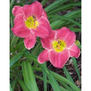 Hemerocallis 'Amadeus' – Sásliliom