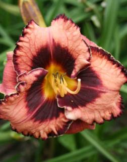 Hemerocallis 'Awesome Blossom' – Sásliliom