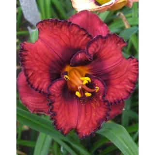 Hemerocallis 'Berrylicious' – Sásliliom