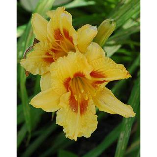 Hemerocallis 'Black Eyed Stella' – Sásliliom