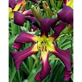 Hemerocallis 'Brer Rabbit's Baby' – Sásliliom