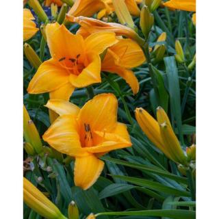 Hemerocallis 'Chicago Sunrise' – Sásliliom