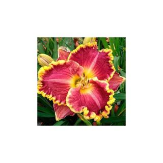 Hemerocallis 'Daria' – Sásliliom