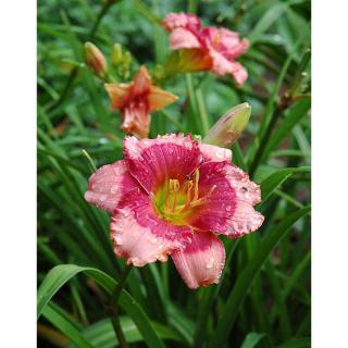 Hemerocallis 'Dragon's Eye' – Sásliliom