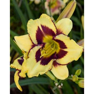 Hemerocallis 'El Desperado' – Sásliliom