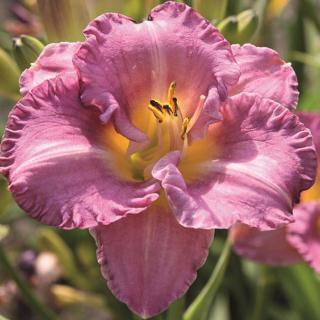 Hemerocallis 'Entrapment' – Sásliliom