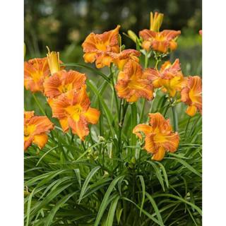 Hemerocallis 'Every Daylily Bronze' – Sásliliom