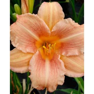 Hemerocallis 'Every Daylily Pink Wing' – Sásliliom
