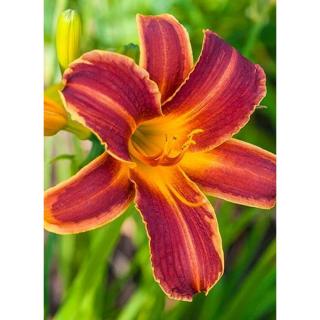 Hemerocallis 'Every Daylily Red Rib' – Sásliliom