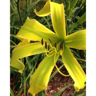 Hemerocallis 'Green Arrow' – Sásliliom