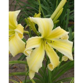 Hemerocallis 'Heavenly Flight of Angels' – Sásliliom