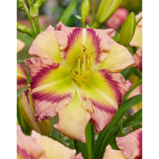 Hemerocallis 'Heavenly Pink Butterfly' – Sásliliom