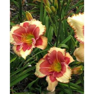 Hemerocallis 'Hello Screamer' – Sásliliom