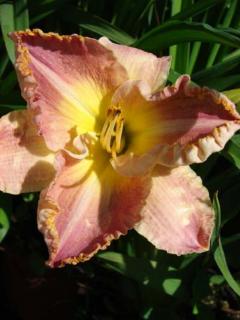 Hemerocallis 'Ida's Magic' – Sásliliom