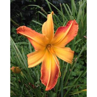 Hemerocallis 'Invictus' – Sásliliom