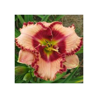 Hemerocallis 'Lies and Lipstick' – Sásliliom