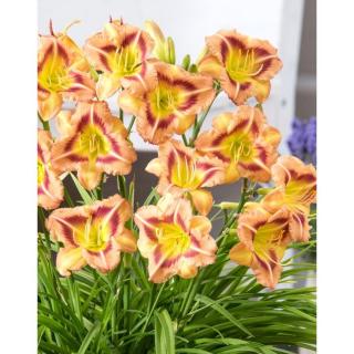 Hemerocallis 'London Eye' – Sásliliom