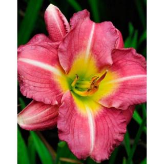 Hemerocallis 'Matrousjka' – Sásliliom