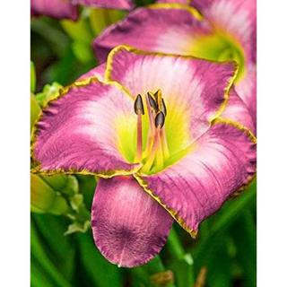 Hemerocallis 'Moroccan Sunrise' – Sásliliom