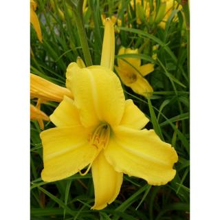 Hemerocallis 'Northbrook Star' - Citromsárga sásliliom