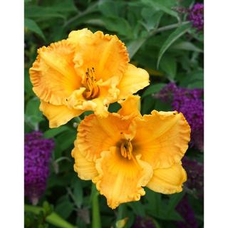 Hemerocallis 'Orange Nassau' – Sásliliom