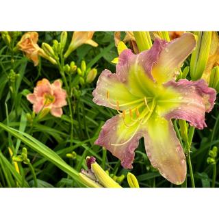 Hemerocallis 'Regency Heights' – Sásliliom