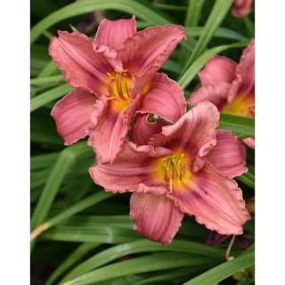 Hemerocallis 'Rosy Returns' – Sásliliom