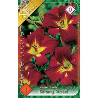Hemerocallis 'Sammy Russel' - Sásliliom