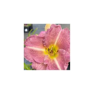 Hemerocallis 'Soft Secrets' – Sásliliom