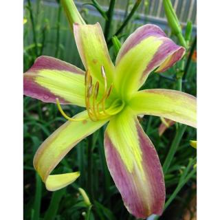 Hemerocallis 'String Bikini' – Sásliliom