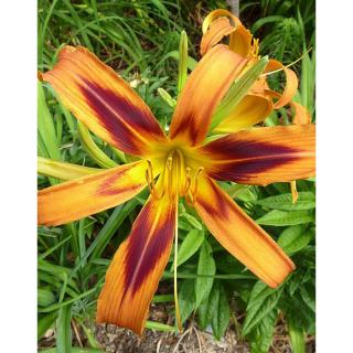 Hemerocallis 'Tigereye Spider' – Sásliliom