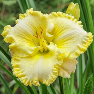 Hemerocallis 'Trendy Design' – Sásliliom