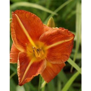 Hemerocallis 'Tuscawilla Tigress' – Sásliliom