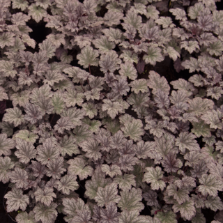 Heuchera 'Frosted Violet®' - Tűzeső