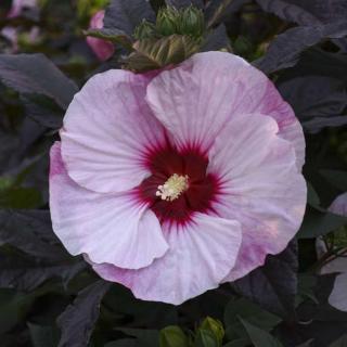 Hibiscus moscheutos Summerific® 'Perfect Storm' – Mocsári hibiszkusz