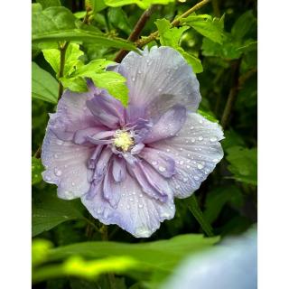 Hibiscus syriacus 'Blue Chiffon' - Mályvacserje