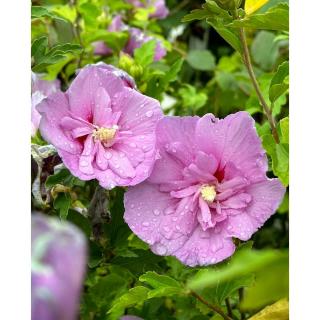 Hibiscus syriacus 'Lavender Chiffon' – Mályvacserje