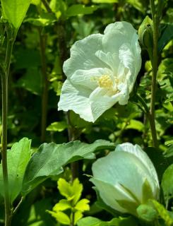 Hibiscus syriacus 'White Chiffon' – Fehér virágú mályvacserje