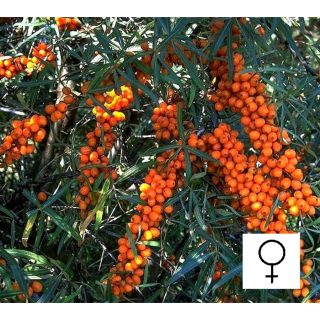 Hippophae rhamnoides 'Frugana' - Homoktövis, termős