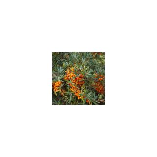 Hippophae rhamnoides – Homoktövis