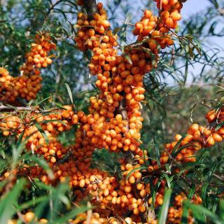 Hippophae rhamnoides 'Orange Energy' (syn.: 'Habego') – Homoktövis (termős)