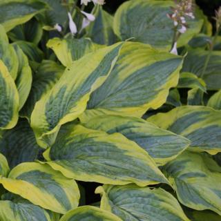 Hosta 'Alvatine Taylor' – Árnyékliliom