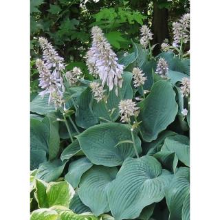 Hosta 'Blue Angel' – Árnyékliliom